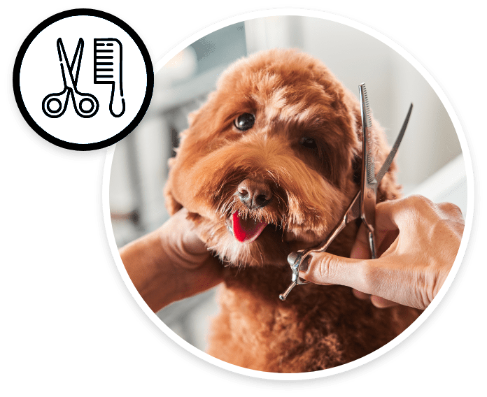Mobile Spa & Grooming