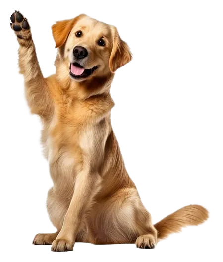 Peluquería canina sin estrés en January Mascotas